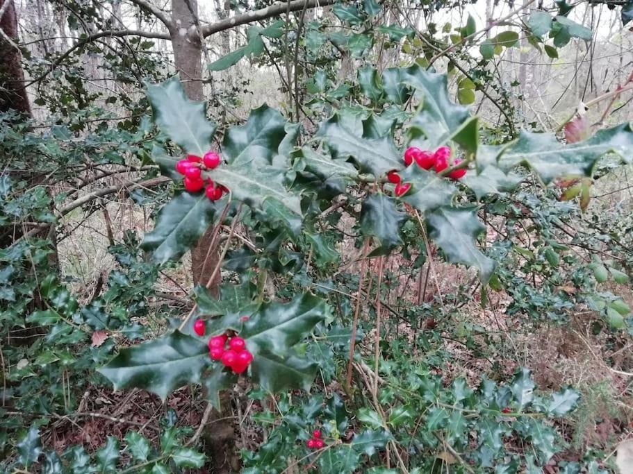 Lunas  Gite Aux Bois D'En Temps מראה חיצוני תמונה